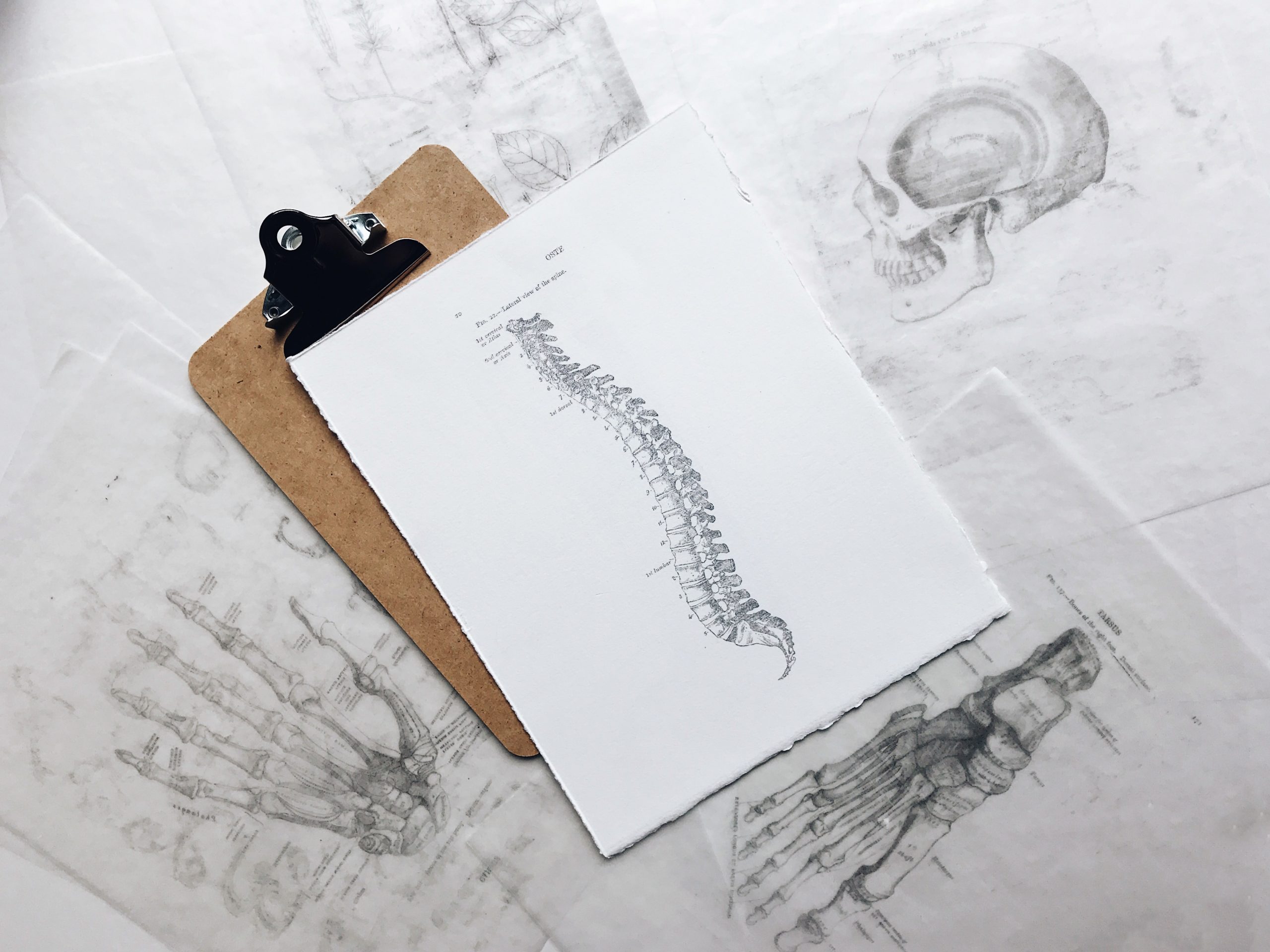 Chiropractic anatomy drawings
