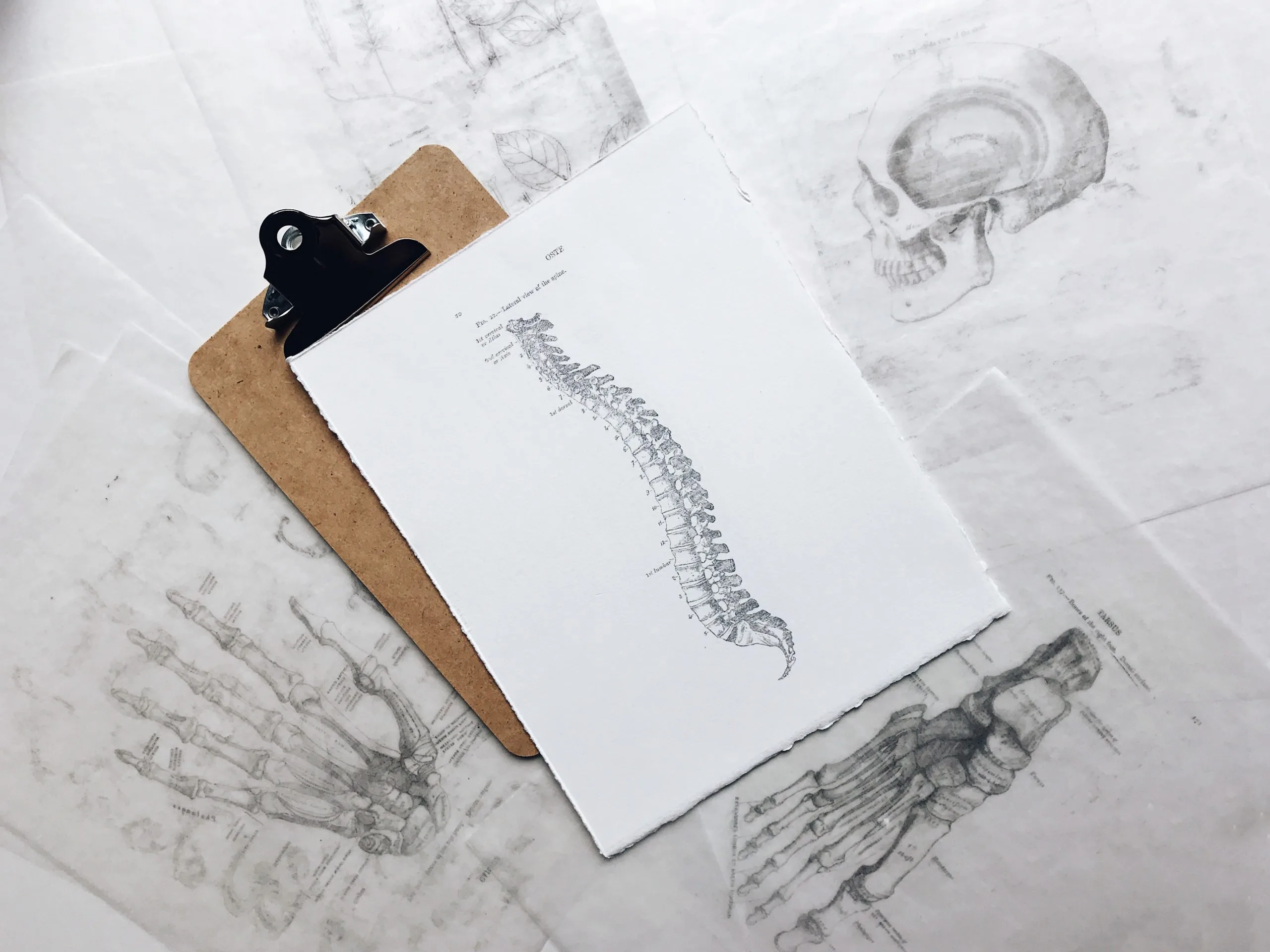 Chiropractic anatomy drawings